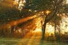 Sunlight filtering through trees, Oldham County, Kentucky Art Print